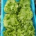 生菜邯郸生菜永年精品生菜生菜叶罗马生菜意大利生菜