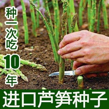芦笋种子持续采收蔬菜**耐寒耐热四季大田盆栽蔬菜种籽