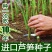 芦笋种子持续采收蔬菜**耐寒耐热四季大田盆栽蔬菜种籽