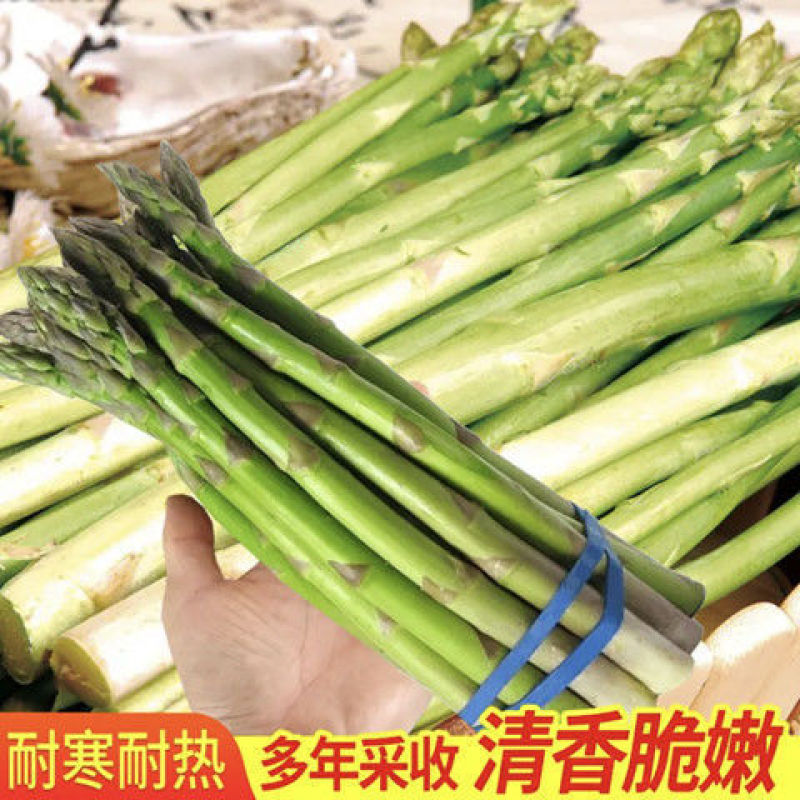 芦笋种子持续采收蔬菜**耐寒耐热四季大田盆栽蔬菜种籽