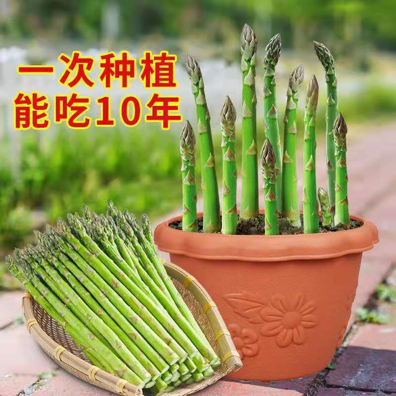 芦笋种子持续采收蔬菜**耐寒耐热四季大田盆栽蔬菜种籽