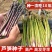 芦笋种子持续采收蔬菜**耐寒耐热四季大田盆栽蔬菜种籽