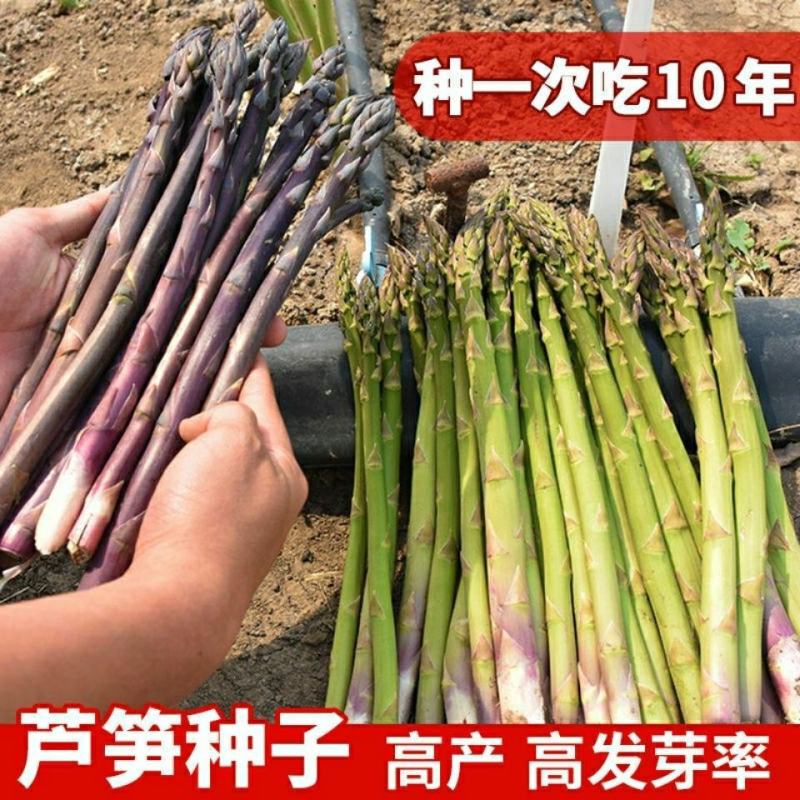 芦笋种子持续采收蔬菜**耐寒耐热四季大田盆栽蔬菜种籽