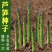 芦笋种子持续采收蔬菜**耐寒耐热四季大田盆栽蔬菜种籽