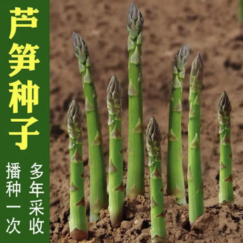 芦笋种子持续采收蔬菜**耐寒耐热四季大田盆栽蔬菜种籽