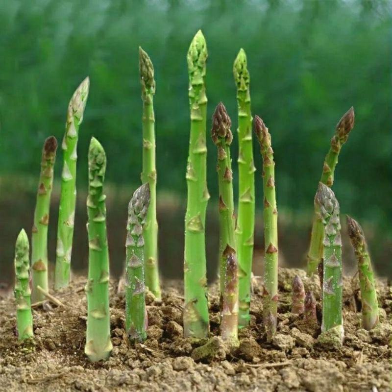 芦笋种子持续采收蔬菜**耐寒耐热四季大田盆栽蔬菜种籽