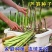 芦笋种子持续采收蔬菜**耐寒耐热四季大田盆栽蔬菜种籽