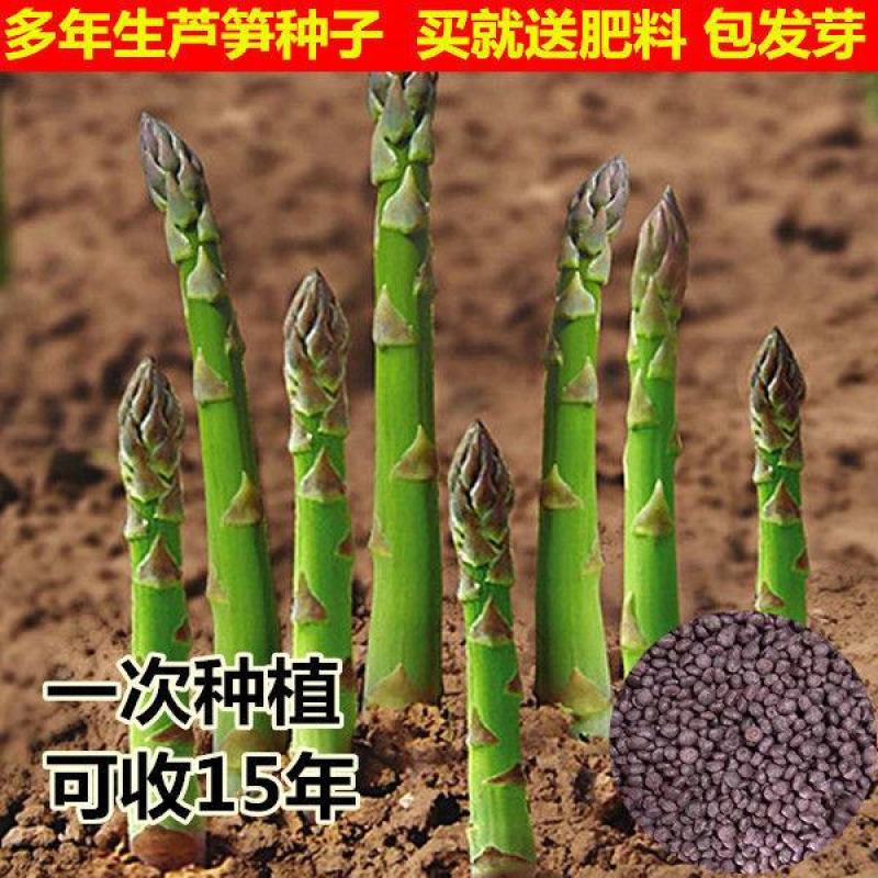 芦笋种子持续采收蔬菜**耐寒耐热四季大田盆栽蔬菜种籽