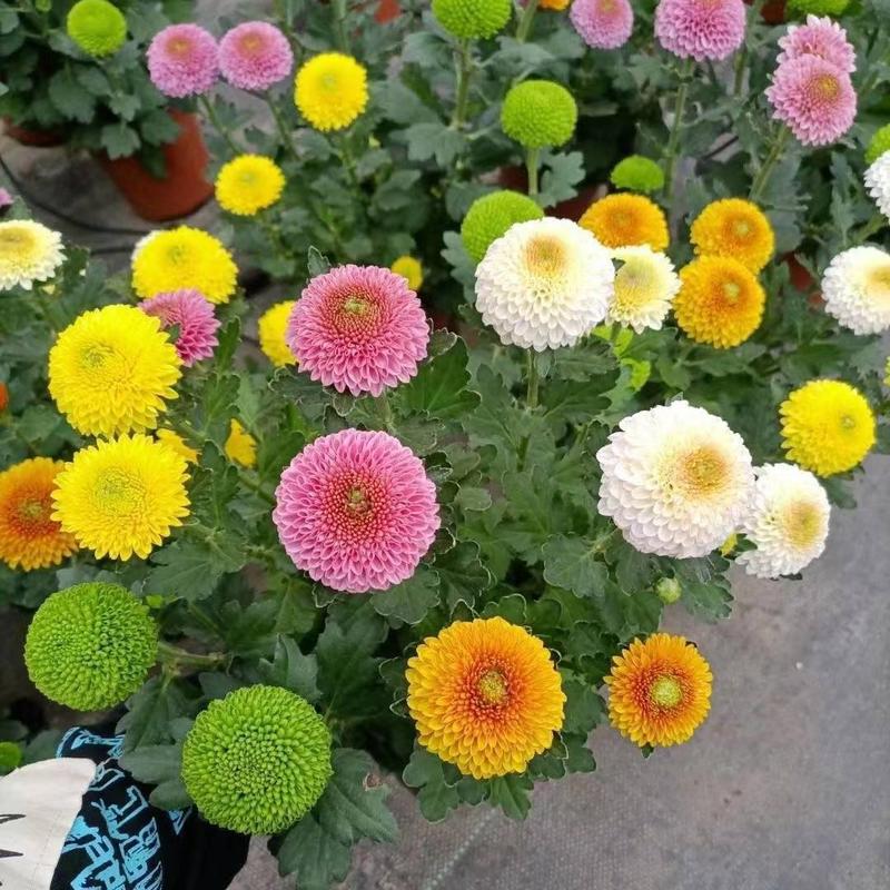 乒乓菊盆栽带花发货阳台庭院好养活重瓣七彩球菊花期长