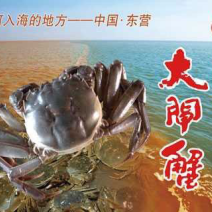 大闸蟹寻找优质长期客户不做一锤子买卖