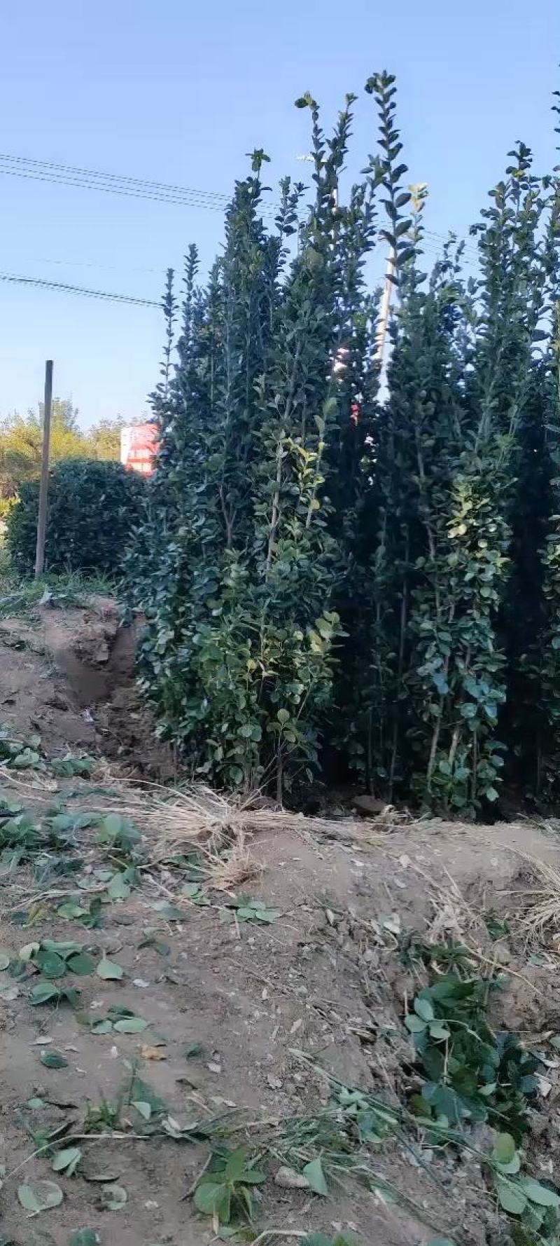 苗木