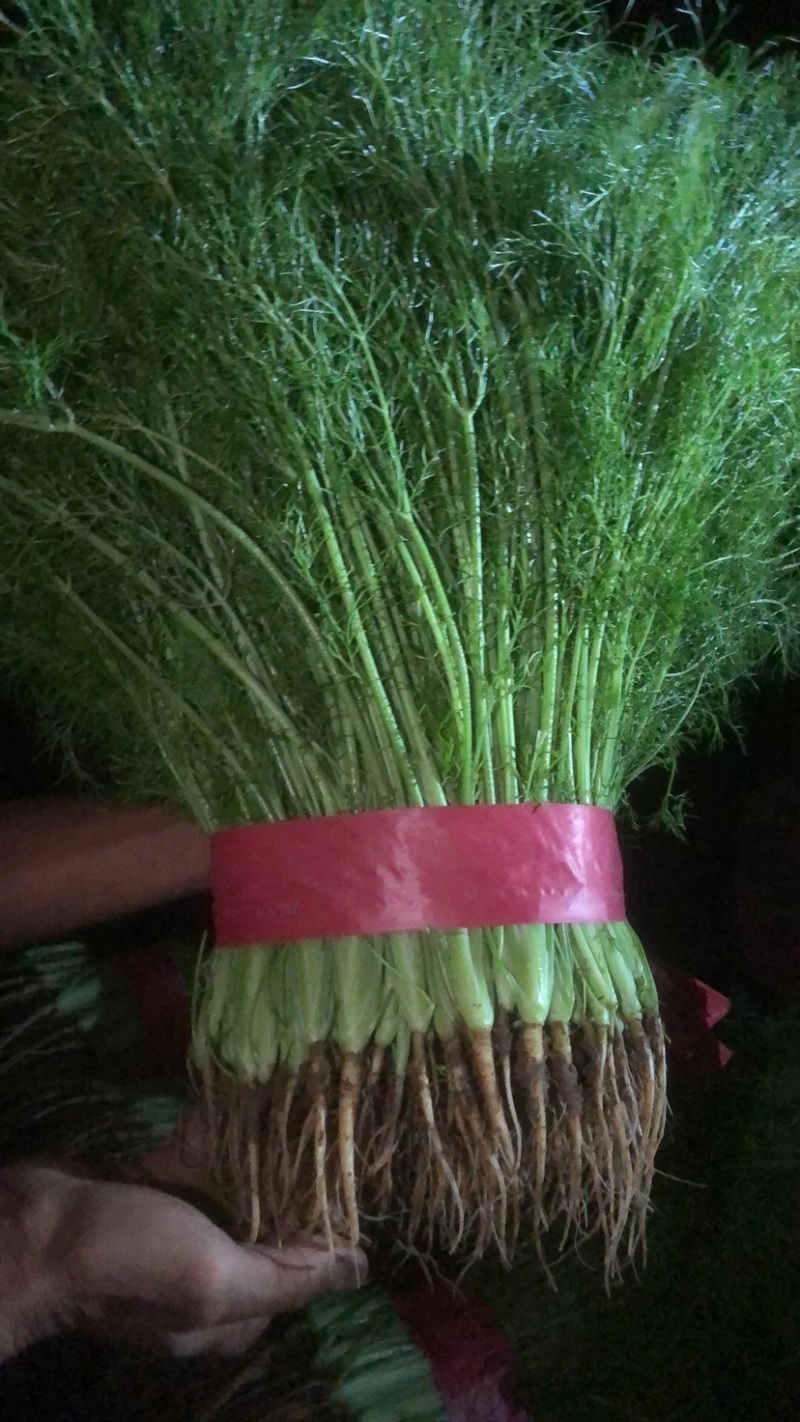 邯郸产地直发茴香菜茴香苗全国发货诚信经营