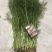 邯郸产地直发茴香菜茴香苗全国发货诚信经营