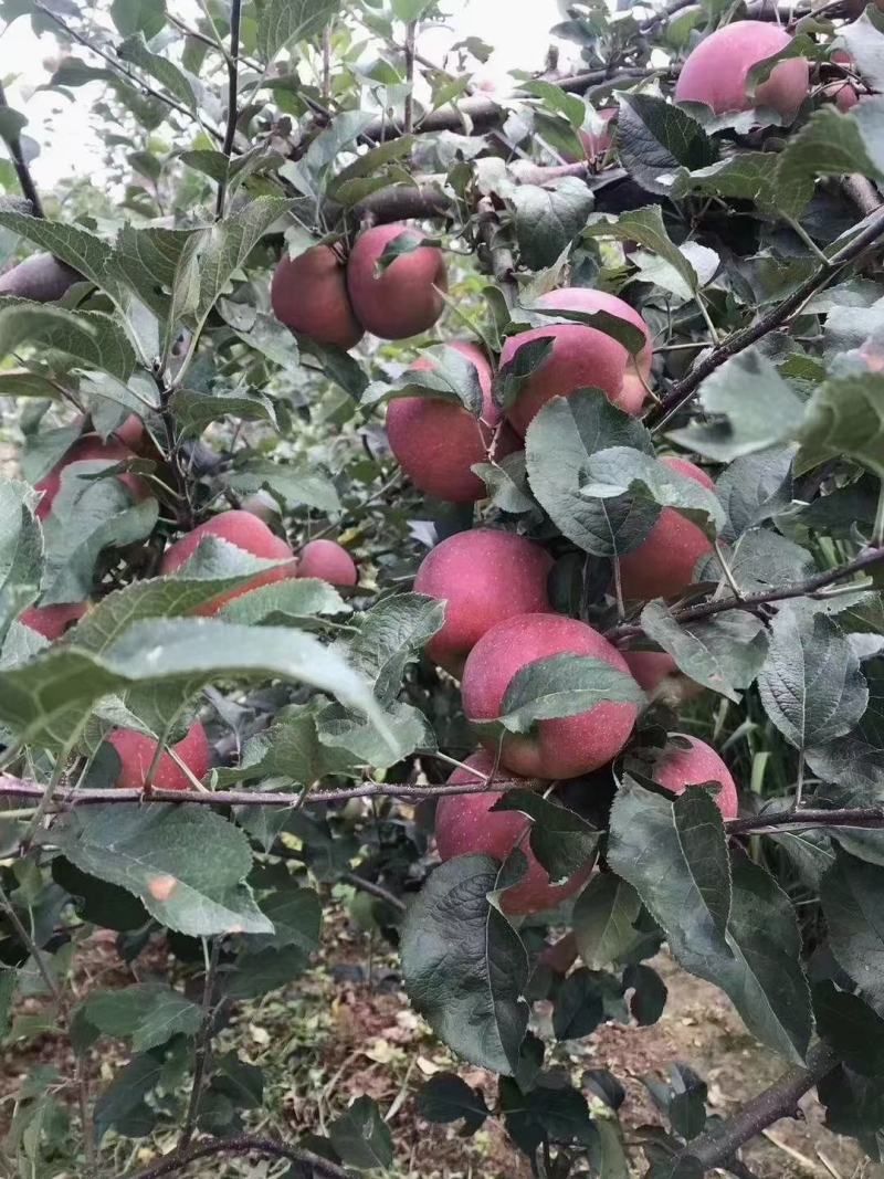 【实力】昭通苹果昭通冰糖心丑苹果樱桃苹果整车代发