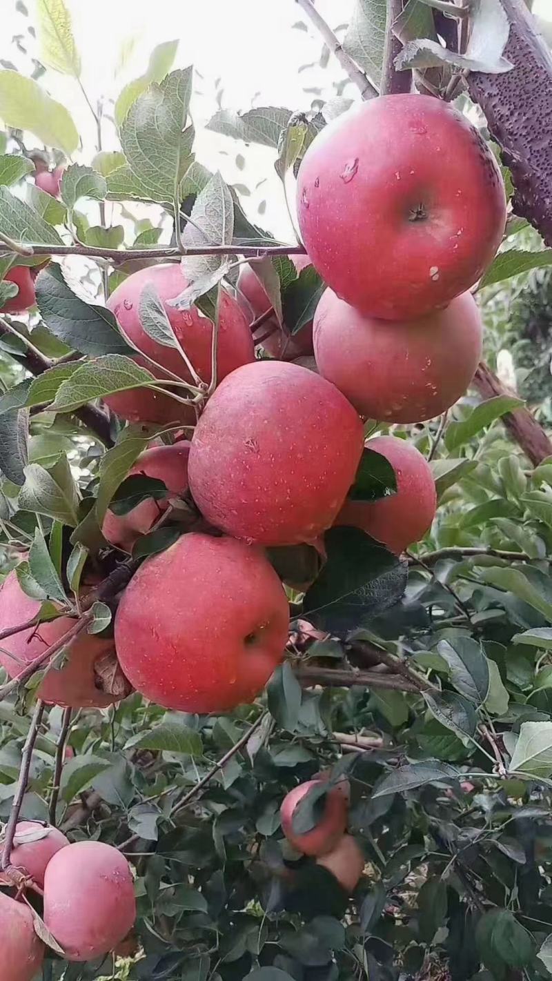 【实力】昭通苹果昭通冰糖心丑苹果樱桃苹果整车代发
