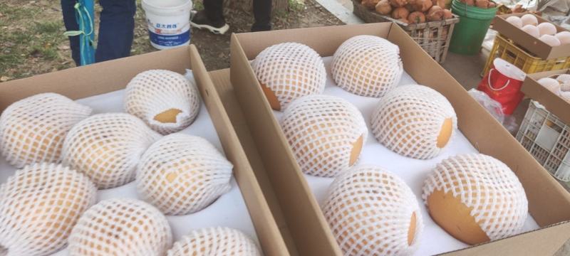 山东秋月梨大量上市，货量充足！！！！！！！