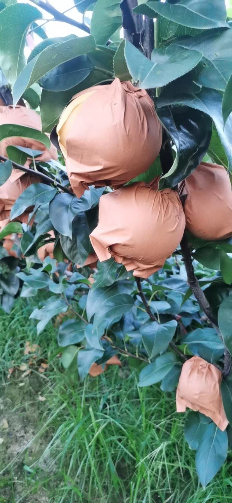 山东秋月梨大量上市，货量充足！！！！！！！