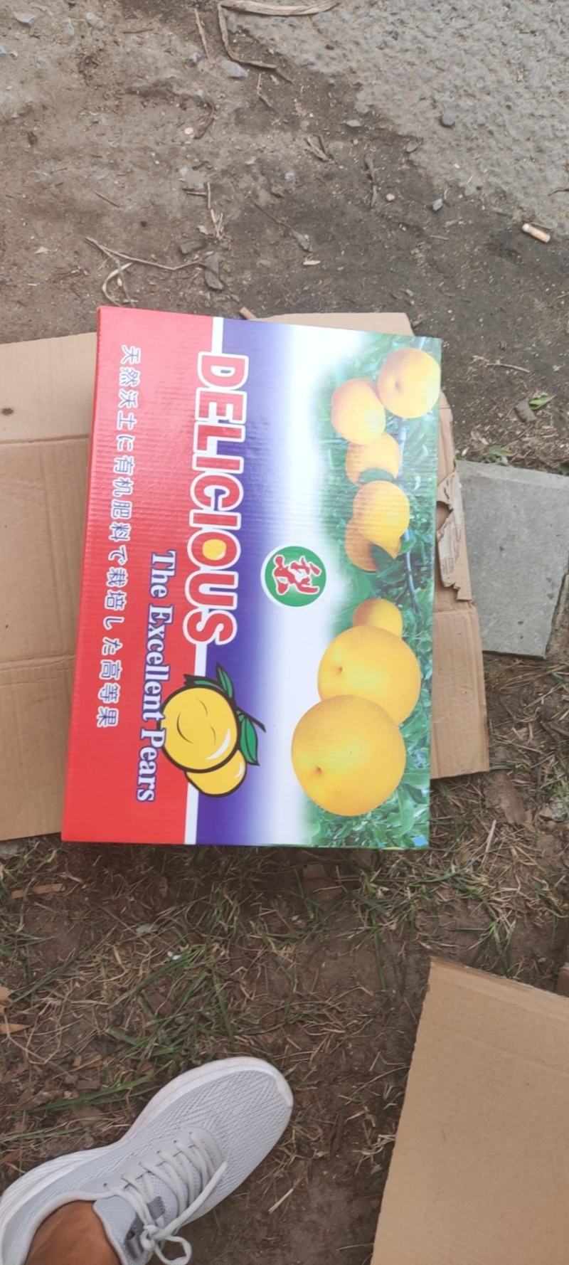 山东秋月梨大量上市，货量充足！！！！！！！