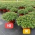 千头菊盆栽带花苞雏菊绿植室外园耐寒球菊植物庭院带土发货