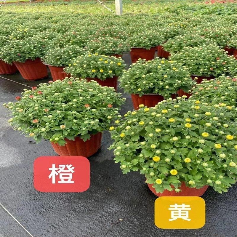 千头菊盆栽带花苞雏菊绿植室外园耐寒球菊植物庭院带土发货