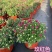 千头菊盆栽带花苞雏菊绿植室外园耐寒球菊植物庭院带土发货