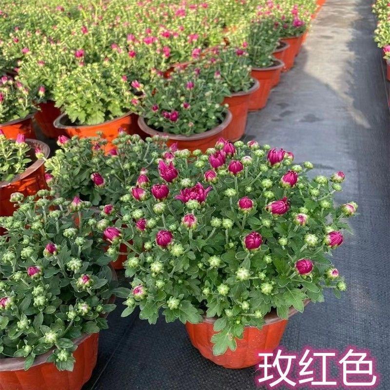 千头菊盆栽带花苞雏菊绿植室外园耐寒球菊植物庭院带土发货