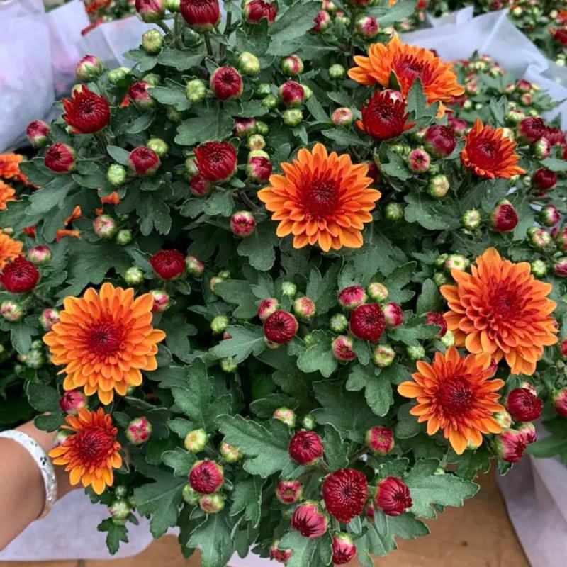 千头菊盆栽带花苞雏菊绿植室外园耐寒球菊植物庭院带土发货