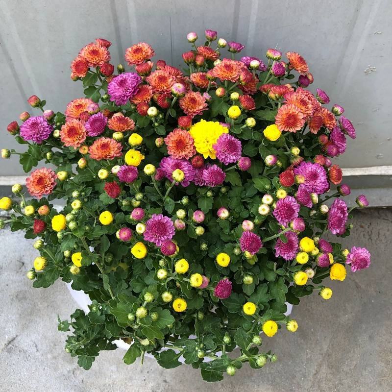 千头菊盆栽带花苞雏菊绿植室外园耐寒球菊植物庭院带土发货