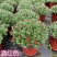 千头菊盆栽带花苞雏菊绿植室外园耐寒球菊植物庭院带土发货