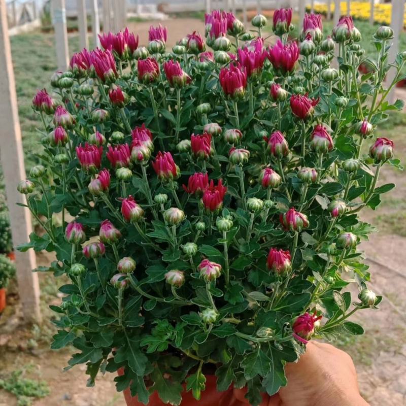 千头菊盆栽带花苞雏菊绿植室外园耐寒球菊植物庭院带土发货