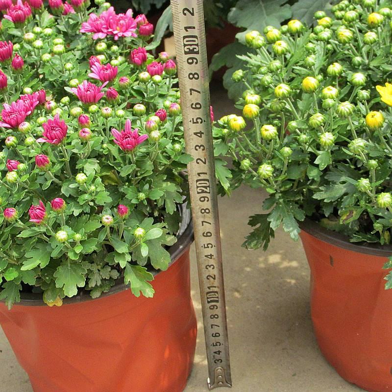 千头菊盆栽带花苞雏菊绿植室外园耐寒球菊植物庭院带土发货