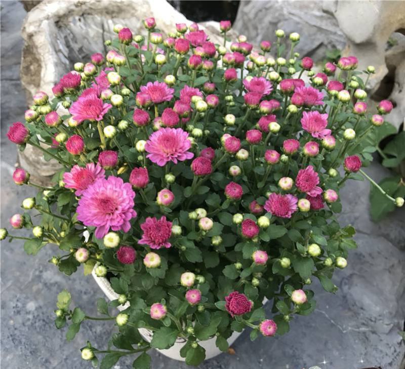 千头菊盆栽带花苞雏菊绿植室外园耐寒球菊植物庭院带土发货
