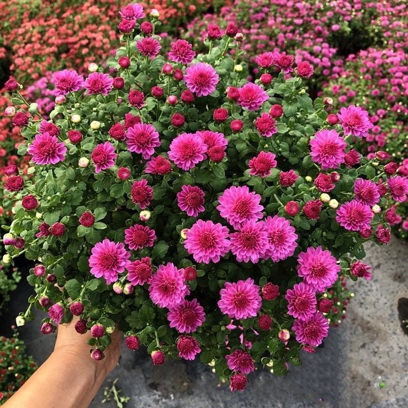 千头菊盆栽带花苞雏菊绿植室外园耐寒球菊植物庭院带土发货