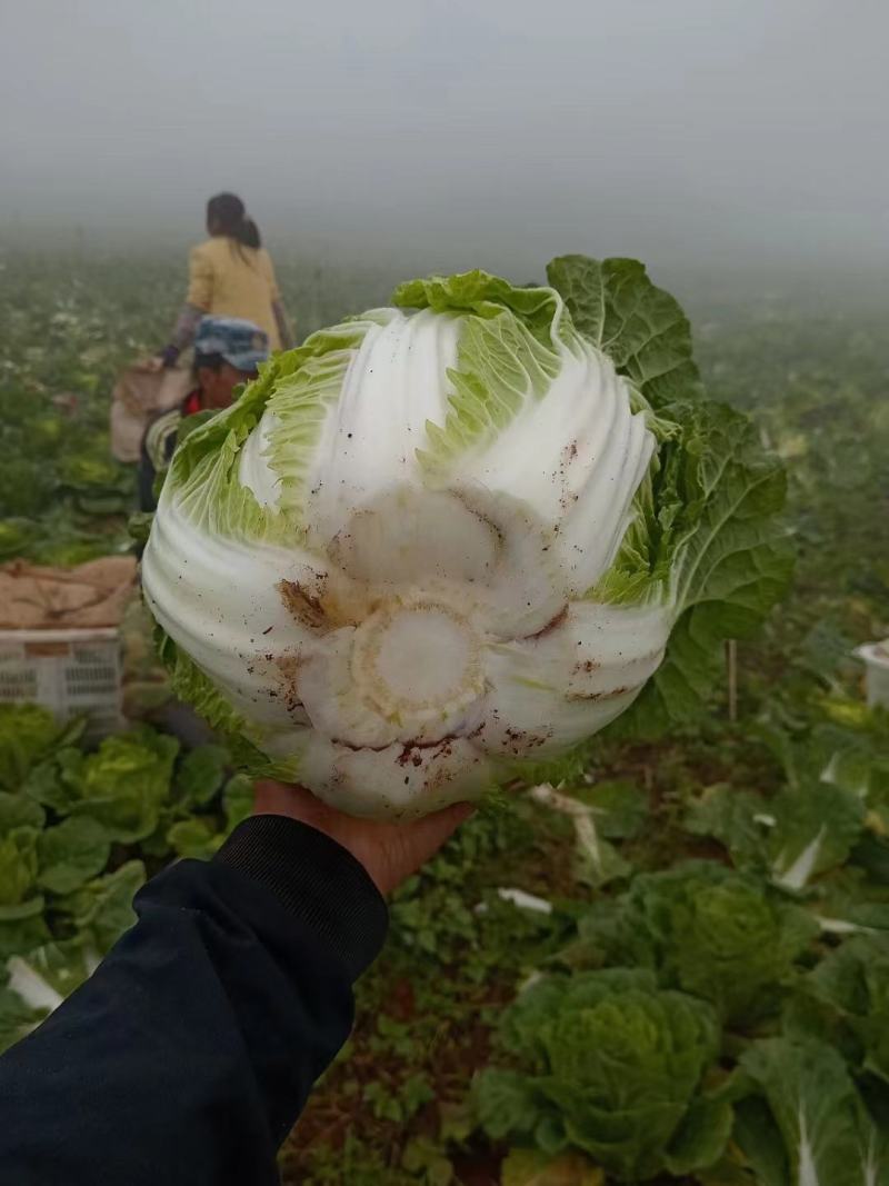 黄心大白菜长年供应各种蔬菜，质量三包欢迎各位老板采购