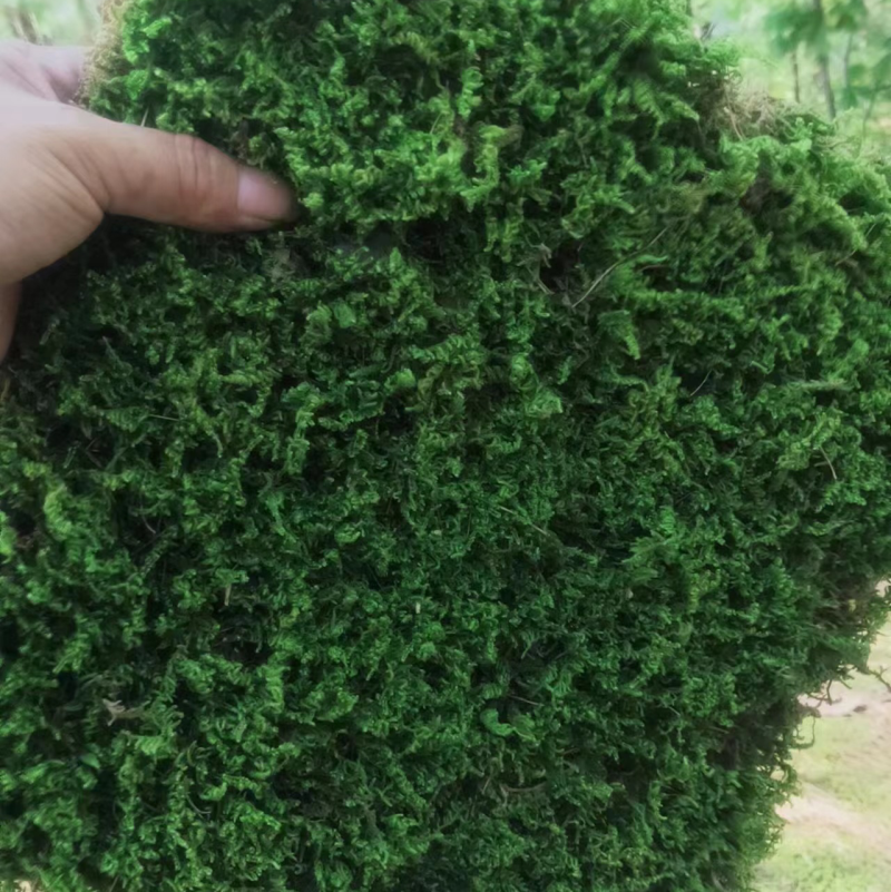 工地苔藓庭院苔藓，长期供应。品质保证造景必备喜欢的老板可