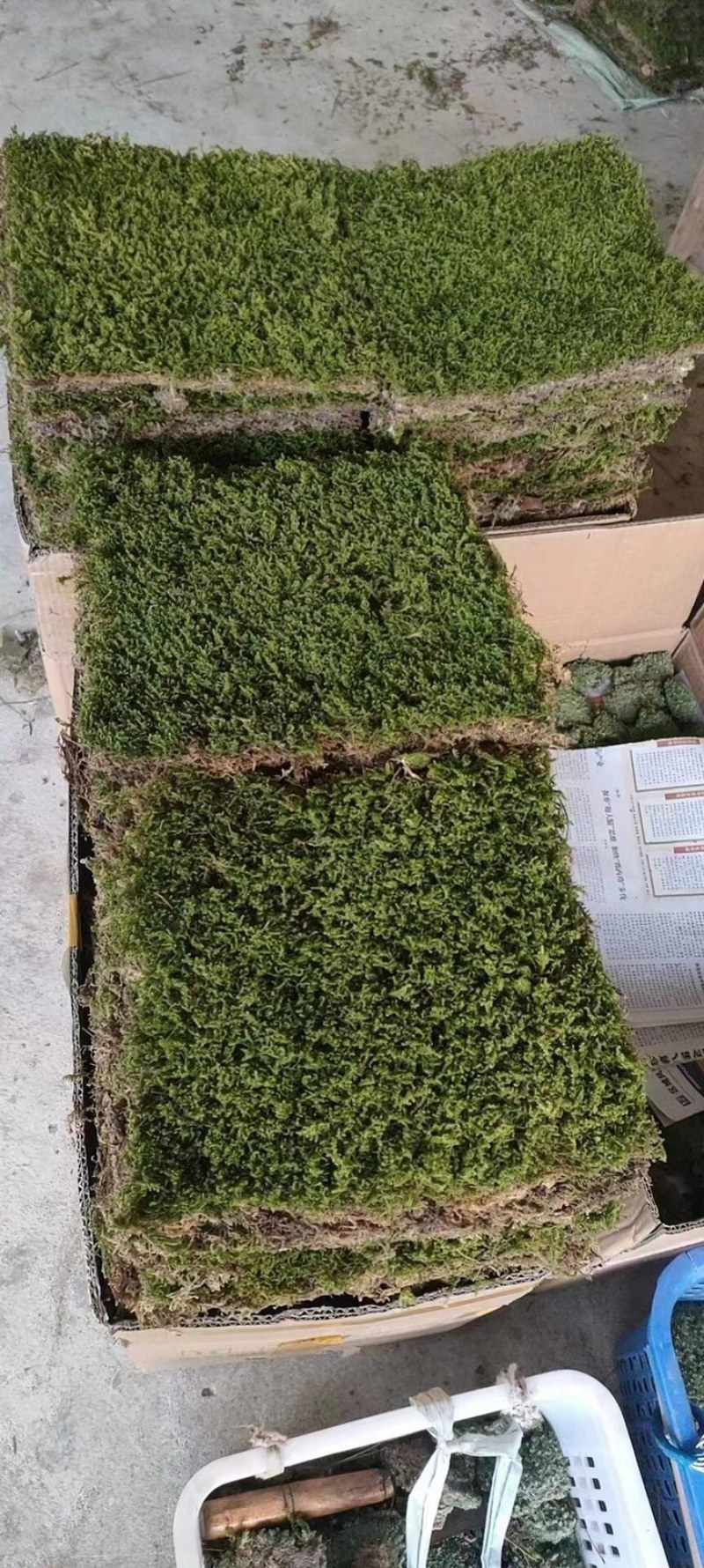 工地苔藓庭院苔藓，长期供应。品质保证造景必备喜欢的老板可
