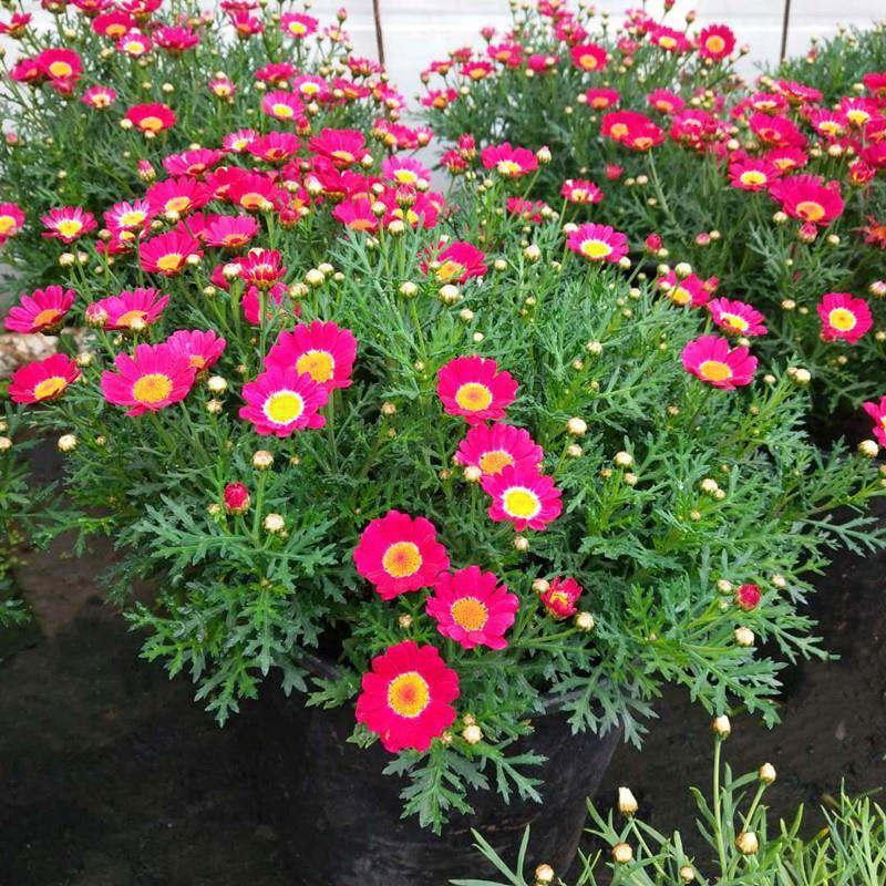 玛格丽特盆栽菊花带花苞花园室外阳台庭院易养四季开花植物