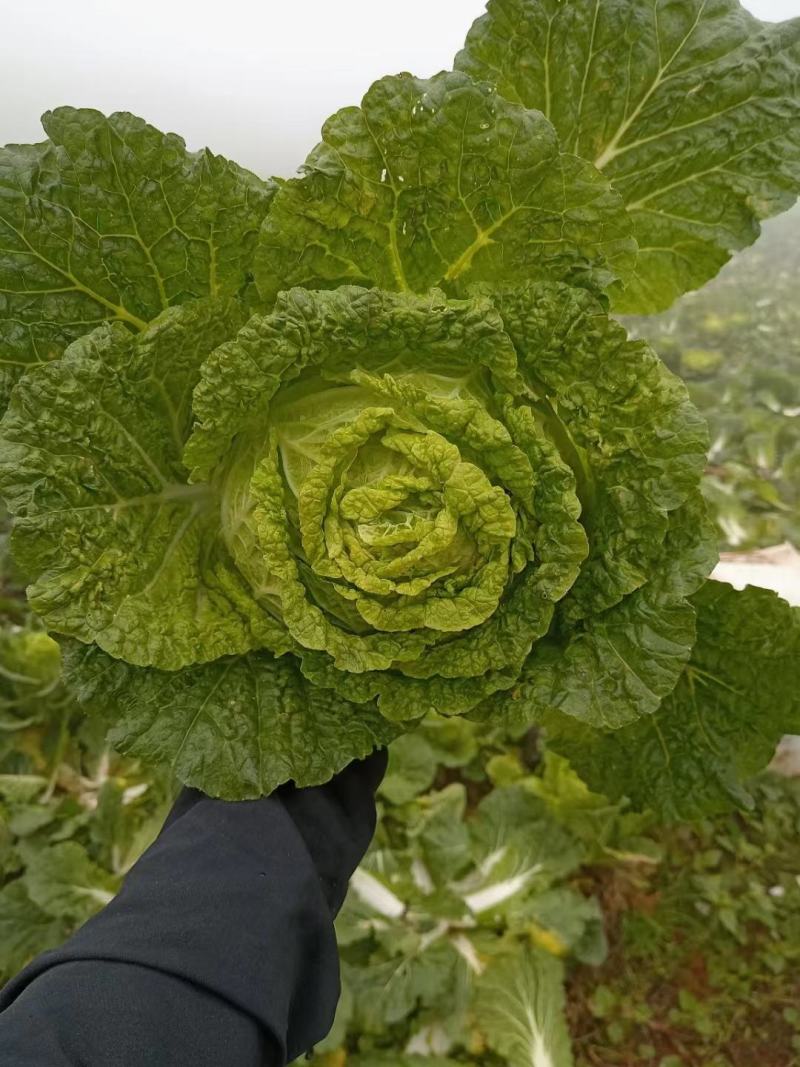 黄心大白菜长年供应各种蔬菜，质量三包欢迎各位老板采购