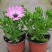 南非万寿菊盆栽阳台庭院花苗四季菊花带花植物蓝目菊花卉