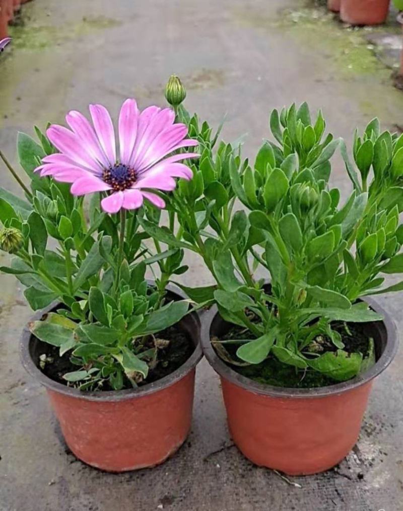 南非万寿菊盆栽阳台庭院花苗四季菊花带花植物蓝目菊花卉