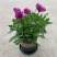 南非万寿菊盆栽阳台庭院花苗四季菊花带花植物蓝目菊花卉