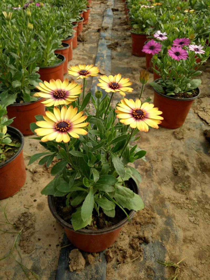 南非万寿菊盆栽阳台庭院花苗四季菊花带花植物蓝目菊花卉