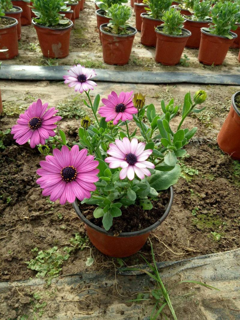 南非万寿菊盆栽阳台庭院花苗四季菊花带花植物蓝目菊花卉