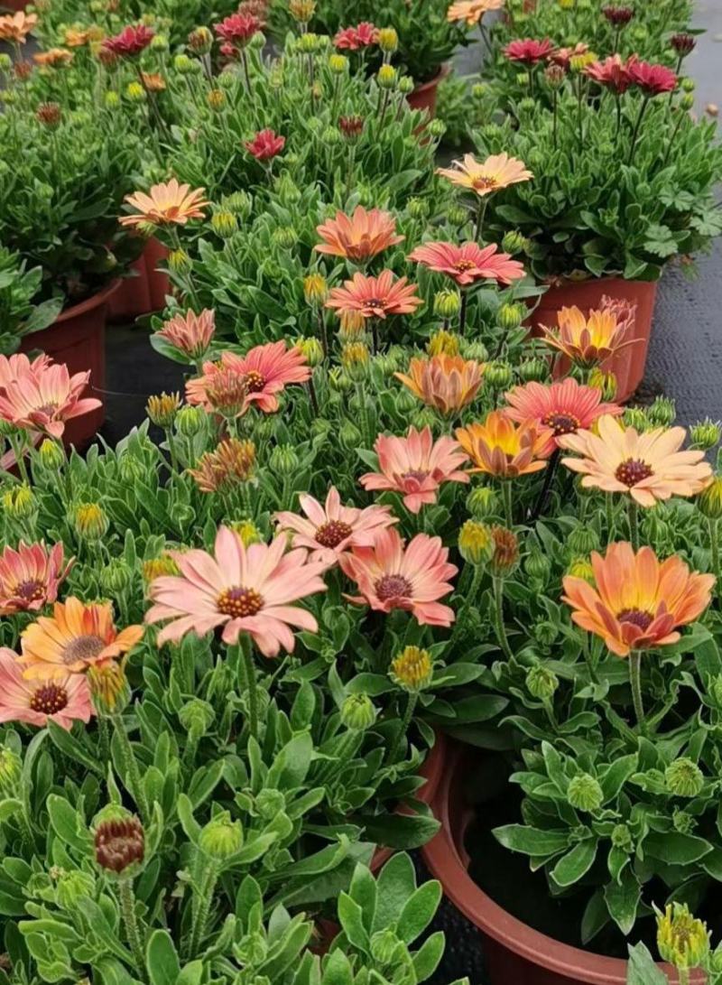 南非万寿菊盆栽阳台庭院花苗四季菊花带花植物蓝目菊花卉