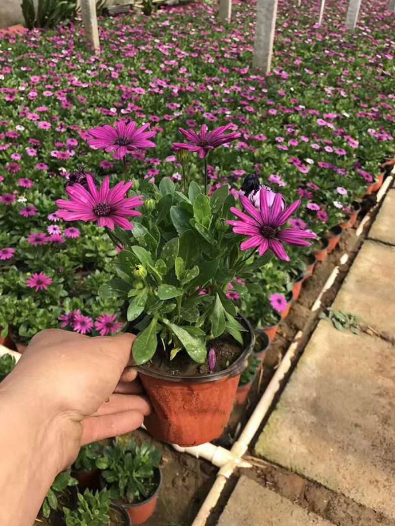 南非万寿菊盆栽阳台庭院花苗四季菊花带花植物蓝目菊花卉