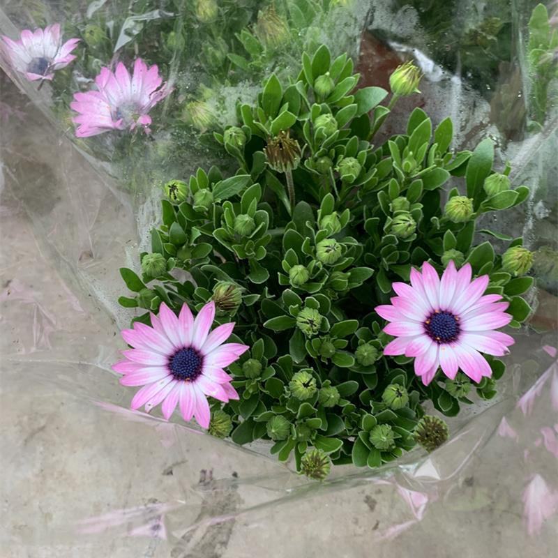 南非万寿菊盆栽阳台庭院花苗四季菊花带花植物蓝目菊花卉