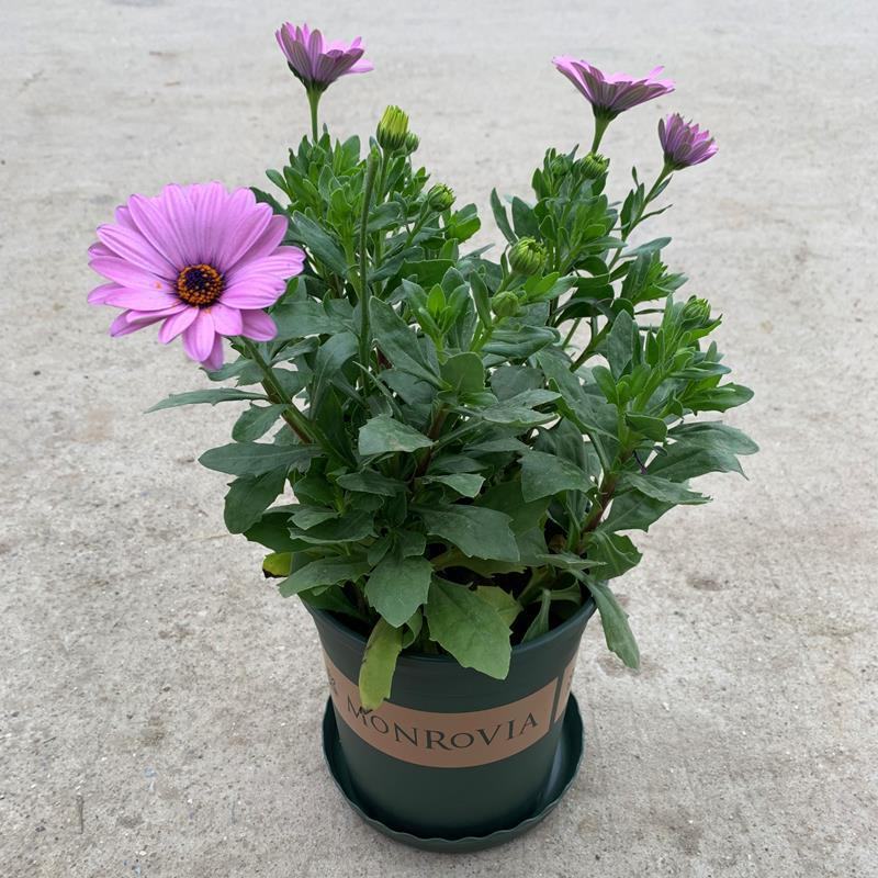 南非万寿菊盆栽阳台庭院花苗四季菊花带花植物蓝目菊花卉