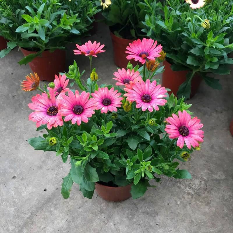 南非万寿菊盆栽阳台庭院花苗四季菊花带花植物蓝目菊花卉