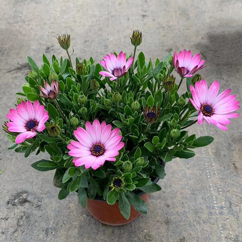 南非万寿菊盆栽阳台庭院花苗四季菊花带花植物蓝目菊花卉