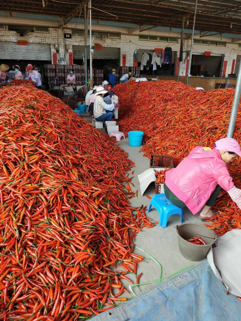 海花红美人椒，现摘现发产地直供，货源丰富质量可靠对接电商